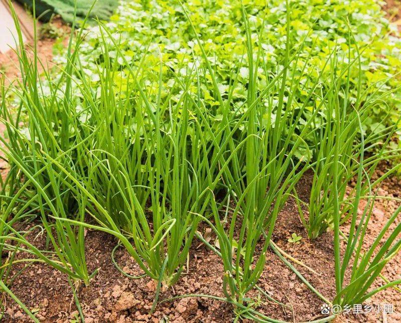 大棚香菜种植方法视频