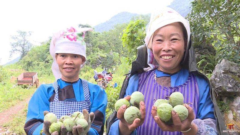 大蒜种植技术视频