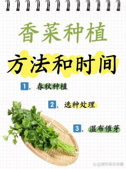 Video of the method of growing the cauliflower