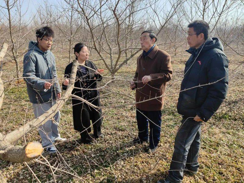 元宝枫种籽种植技术