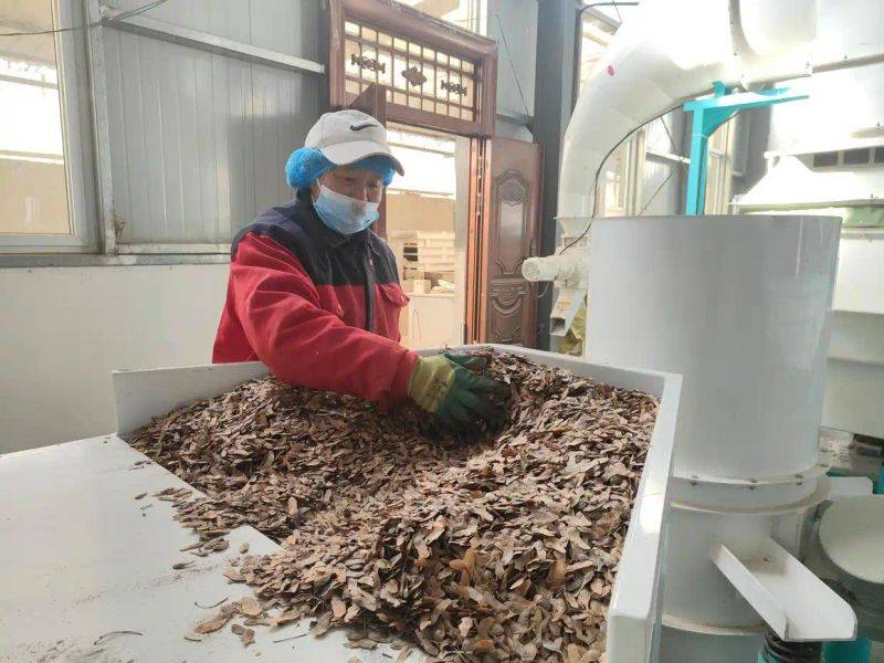 元宝枫种籽种植技术