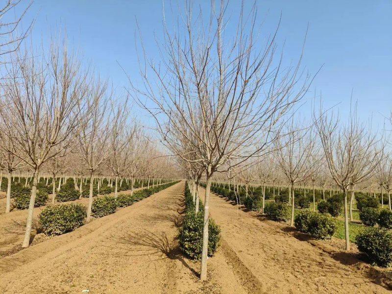 元宝枫种籽种植技术