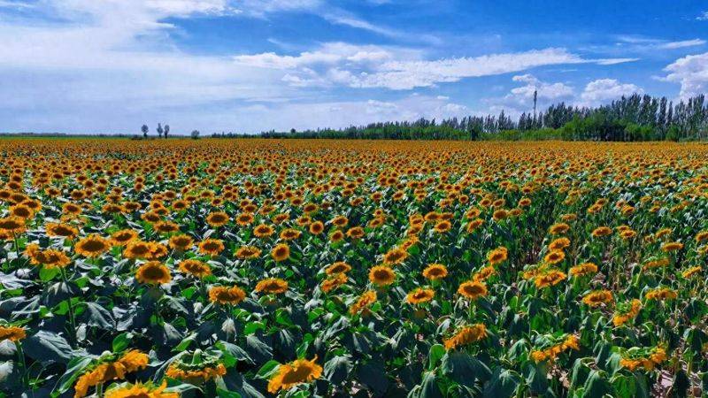 葵花种植技术视频