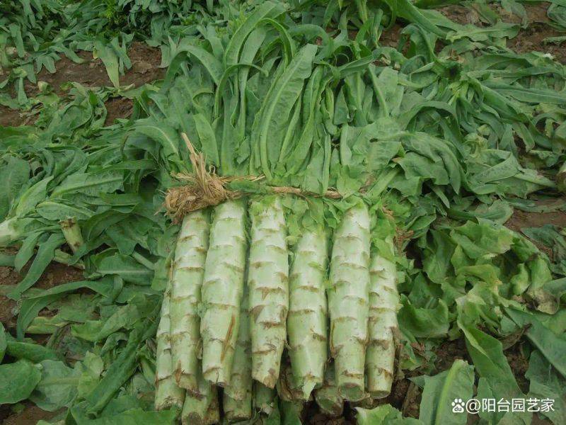 Plantation techniques