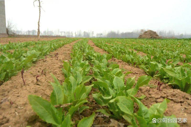 Plantation techniques