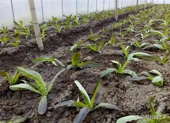 Plantation techniques