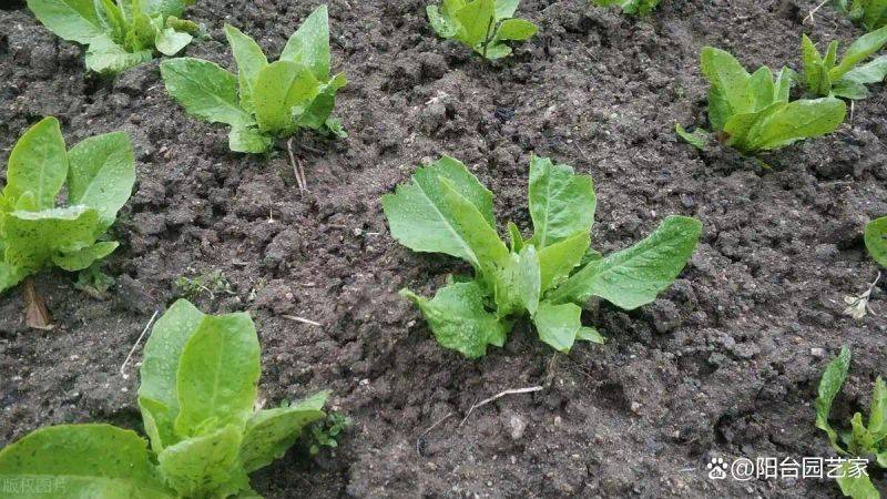 Plantation techniques