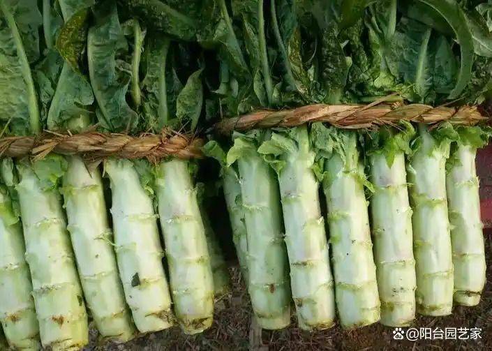 Plantation techniques