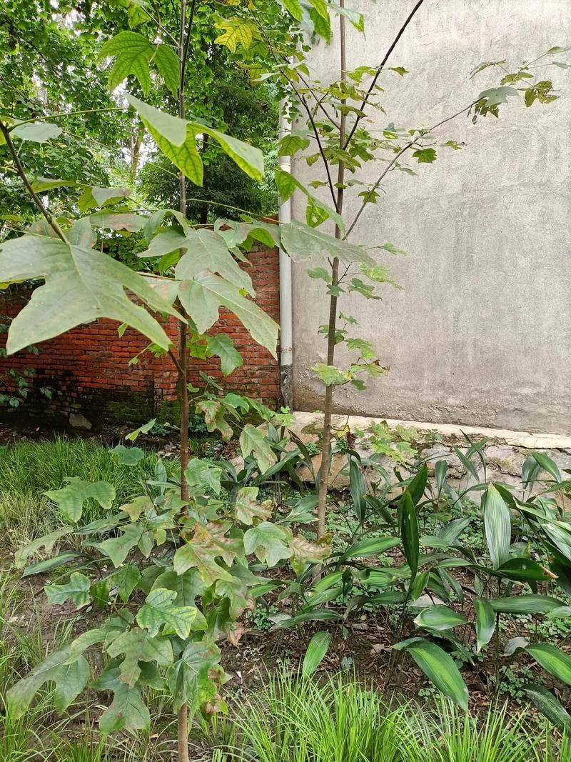 元宝枫壮苗培育技术要点