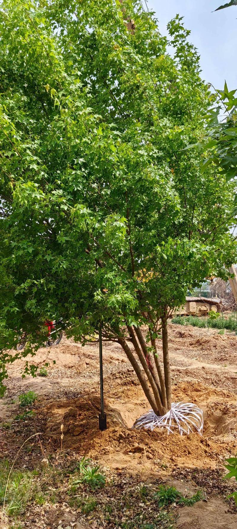 元宝枫种籽种植技术