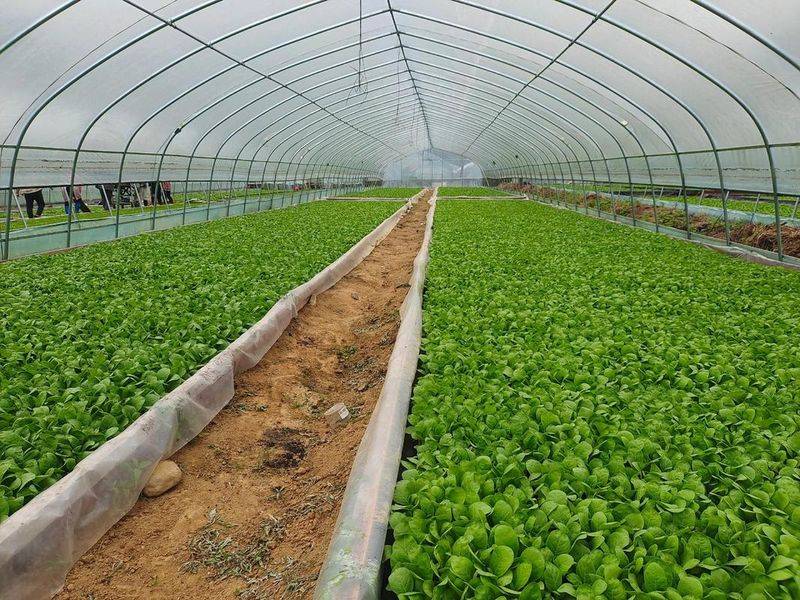 元宝枫种籽种植技术