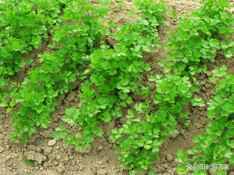 香菜什么时候种？怎么种？