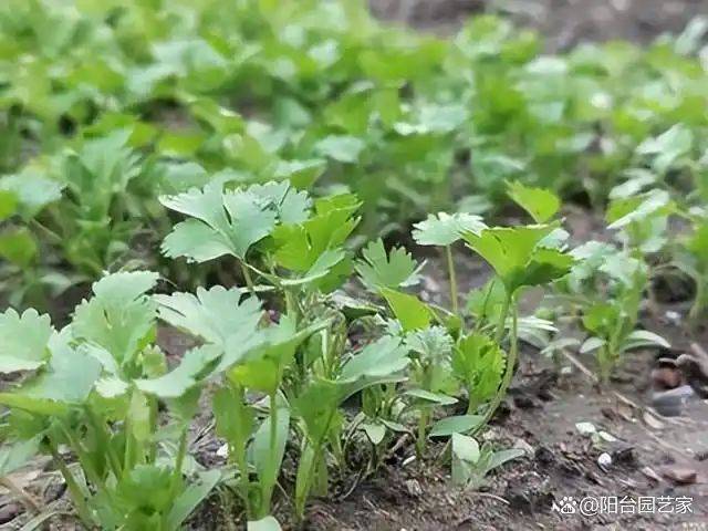 Video of the method of growing the cauliflower