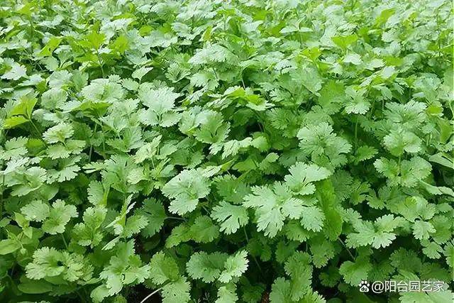 Video of the method of growing the cauliflower