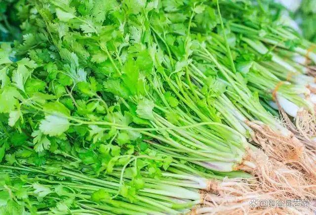 Video of the method of growing the cauliflower