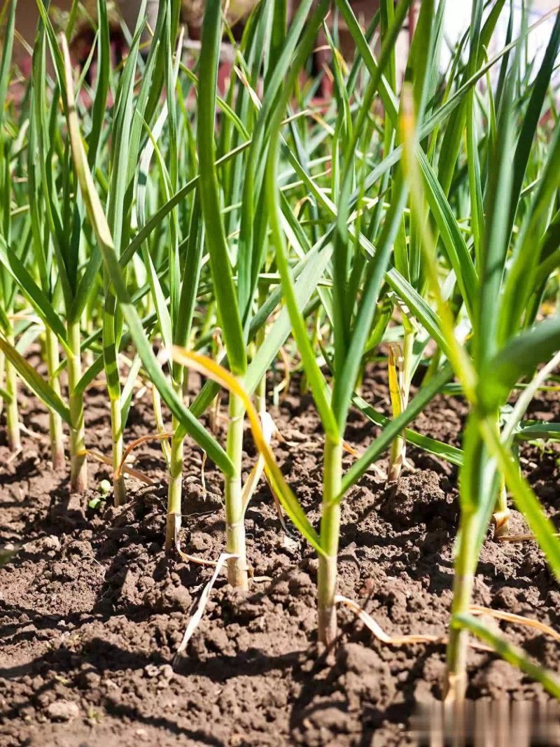 Video on garlic growing technology