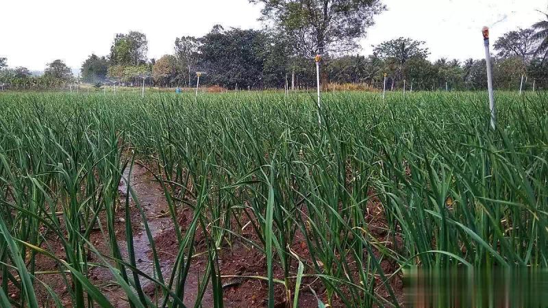 Video on garlic growing technology