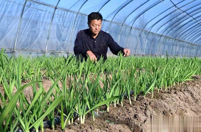Video on garlic growing technology