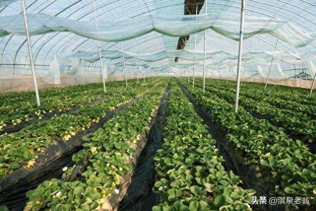大棚草莓的种植技术