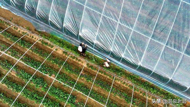 大棚草莓的种植技术