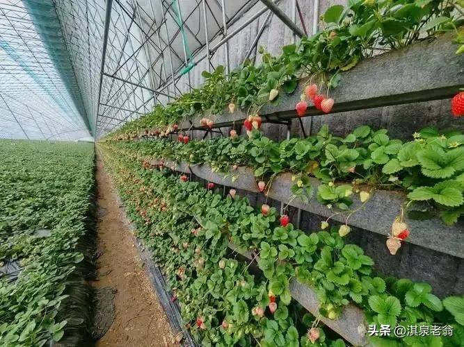 大棚草莓的种植技术