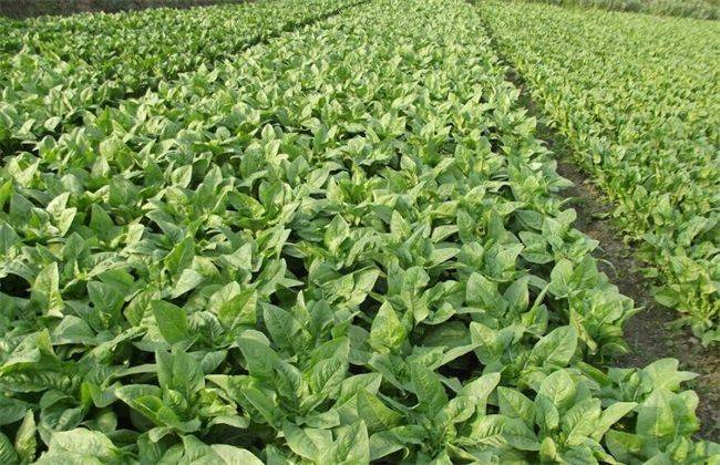 Plantation techniques