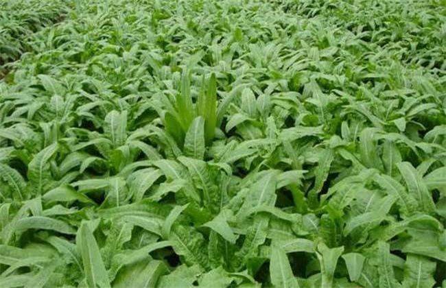 Plantation techniques