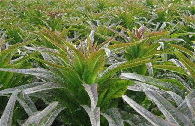 Plantation techniques