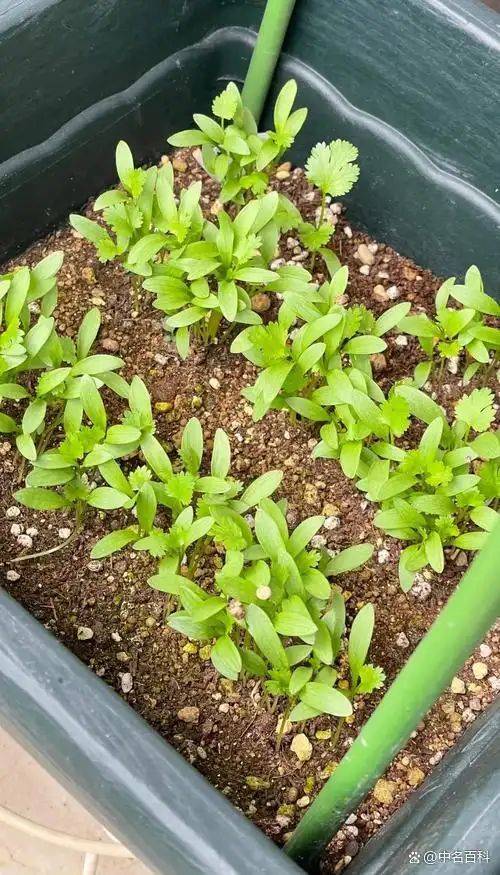 香菜种植全流程，轻松收获翠绿鲜香