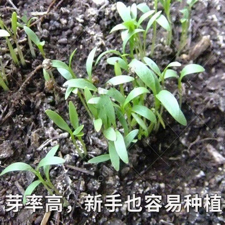 大棚香菜种植方法视频