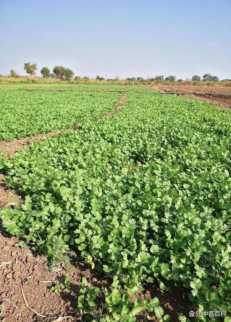 大棚香菜种植方法视频