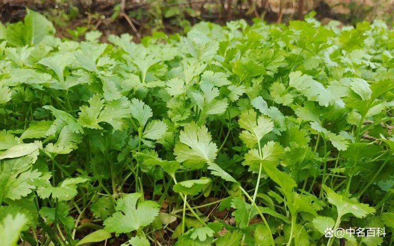 大棚香菜种植方法视频