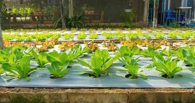 Plantation techniques