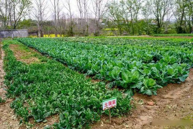 Plantation techniques