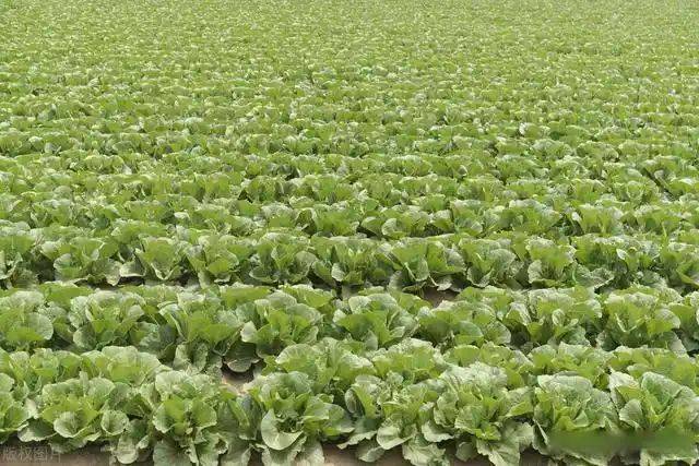 Plantation techniques