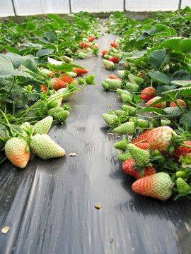 大棚草莓的种植技术