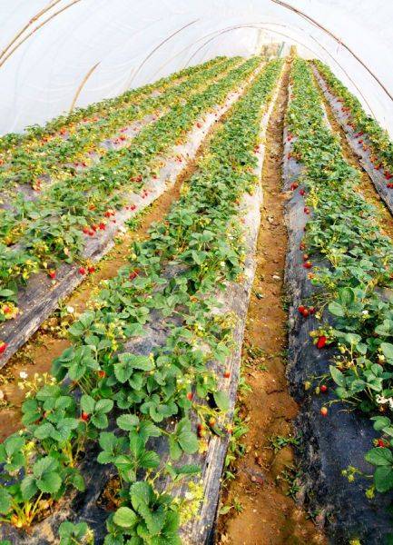 大棚草莓的种植技术