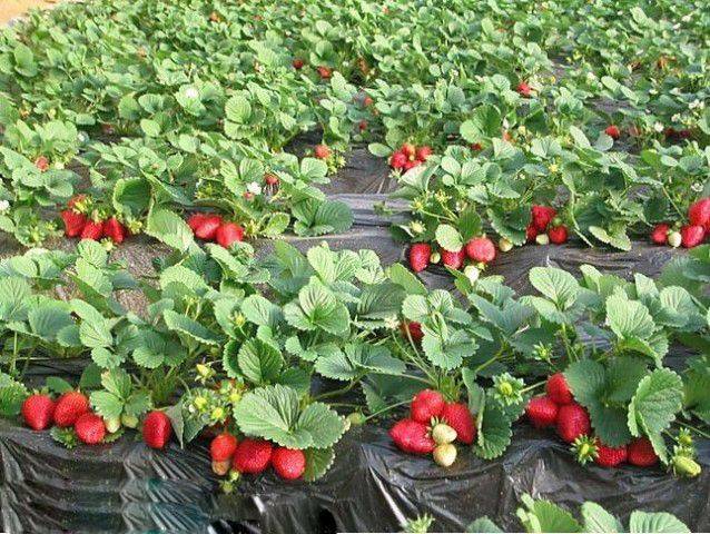 大棚草莓的种植技术