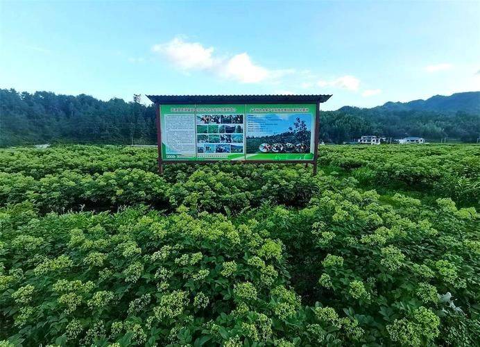 Watermelon planting techniques