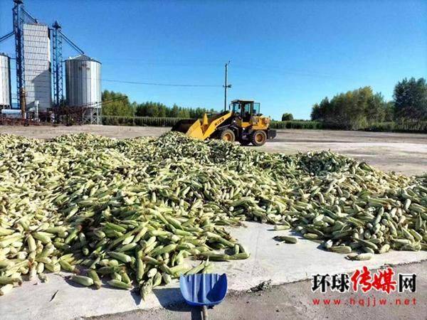 Watermelon planting techniques