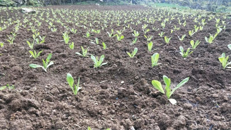 Plantation techniques
