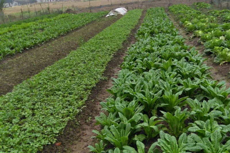 Plantation techniques