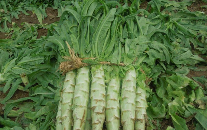 Plantation techniques