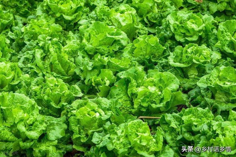 青菜的种植方法