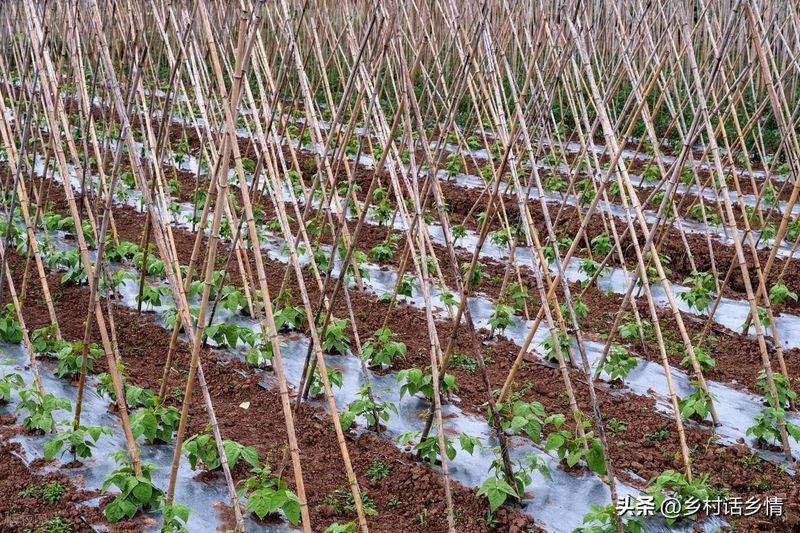 青菜的种植方法