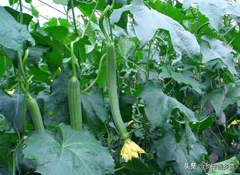 青菜的种植方法