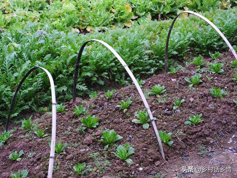 青菜的种植方法