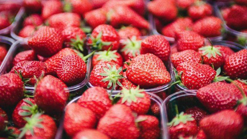 Grapes and strawberry cultivation methods