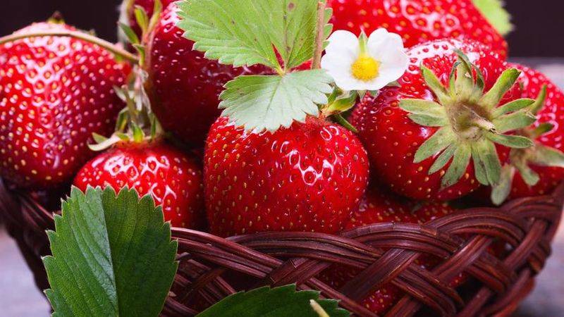 Grapes and strawberry cultivation methods