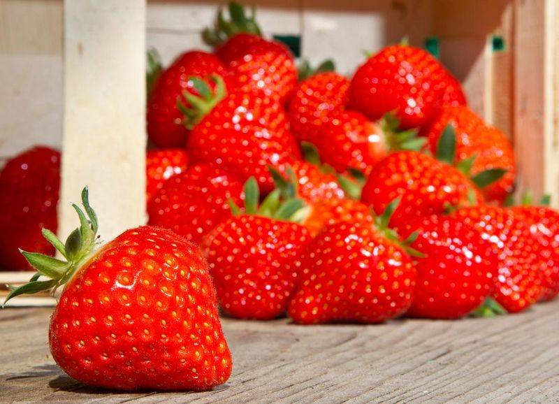 Grapes and strawberry cultivation methods